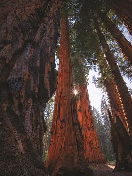 Sunlight Among The Sequoias By Martin Podt Photography (Framed Small) - Dark Brown