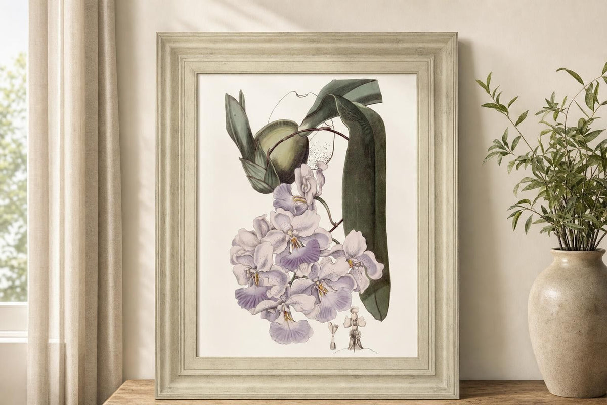 22x26 Lavender Beauties V By Edwards - Pink