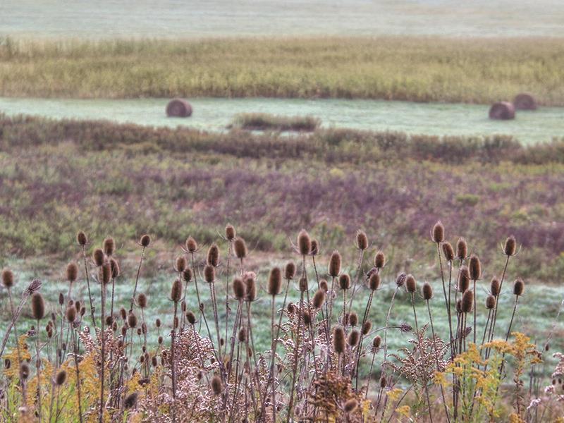Roadside Beauty By Lori Deiter (Framed Small) - Purple