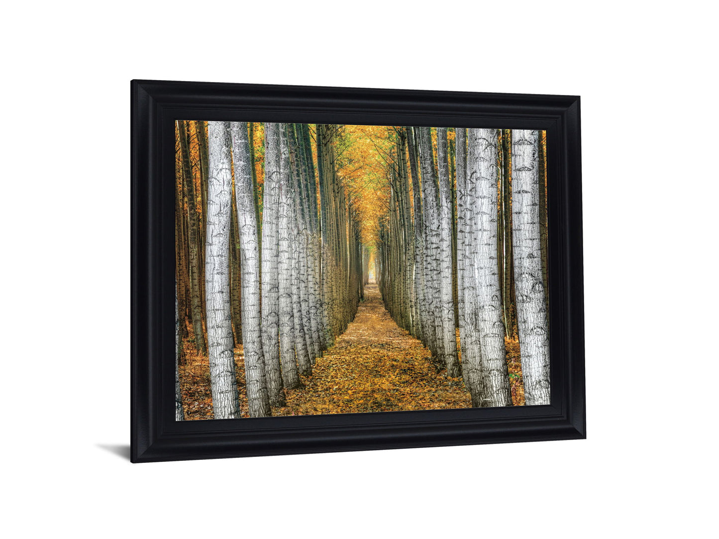 Golden Birch Passage - 28" x 34" Framed Wall Art