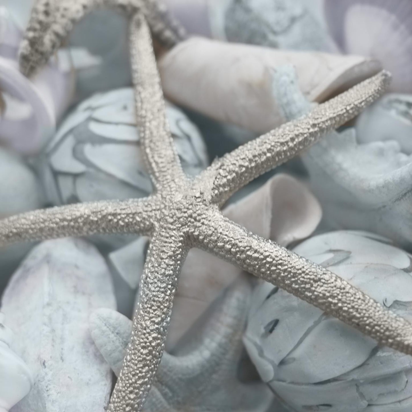 Seashells In Blue I By Susan Bryant (Small) - Light Blue