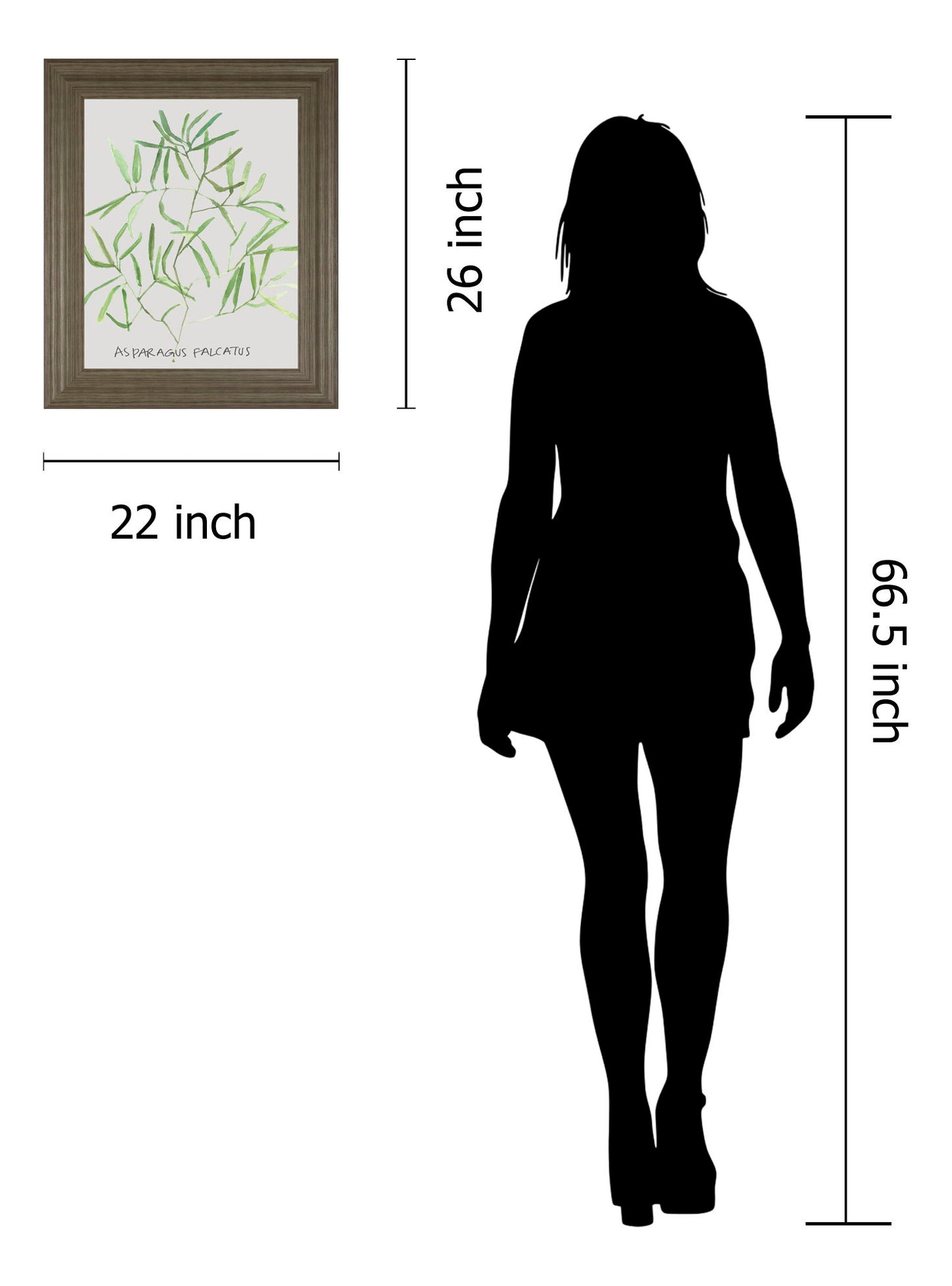 Asparogus Falcatus By Katrien Soeffers - Framed Print Wall Art - Green