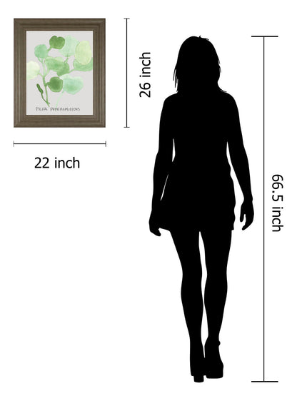Pilea Peperomioides By Katrien Soeffers - Framed Print Wall Art - Green