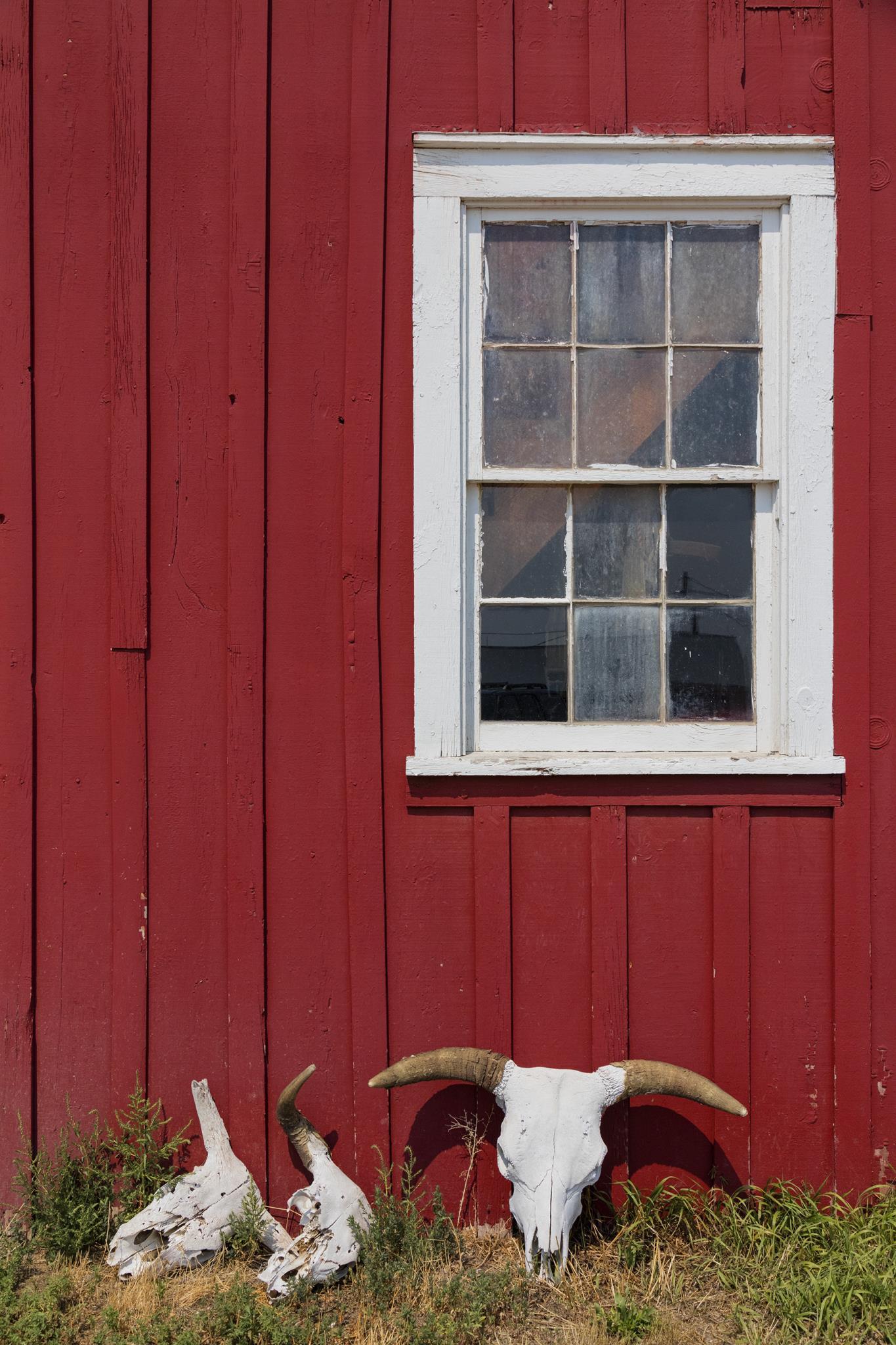 Skulls By Piddix - Dark Red