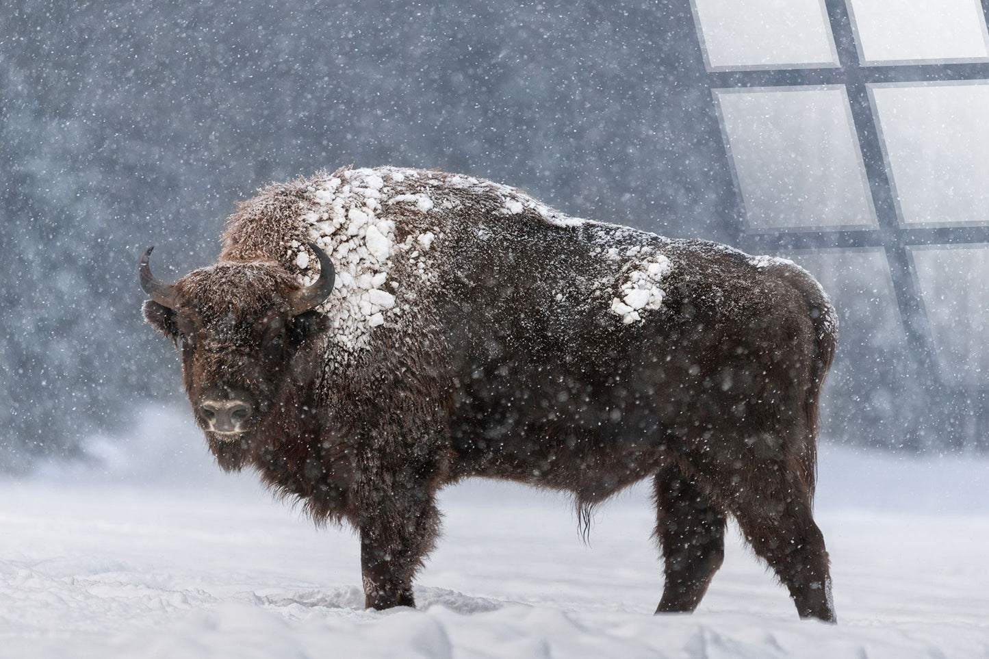 "Winter Majesty" Tempered Glass - Blue / White / Brown