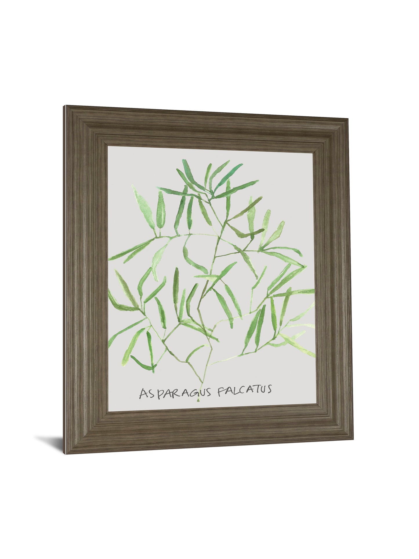Asparogus Falcatus By Katrien Soeffers - Framed Print Wall Art - Green