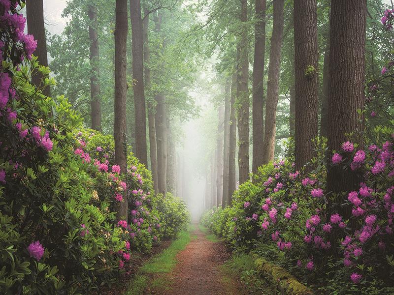 Pop Of Pink By Martin Podt Photography - Green