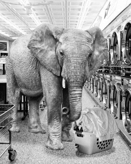 Safari Laundromat Elephant (Framed Small) - Gray