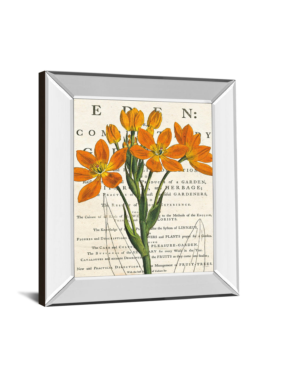 Eurphoria Botany By Sue Schlabach - Mirror Framed Print Wall Art - Orange