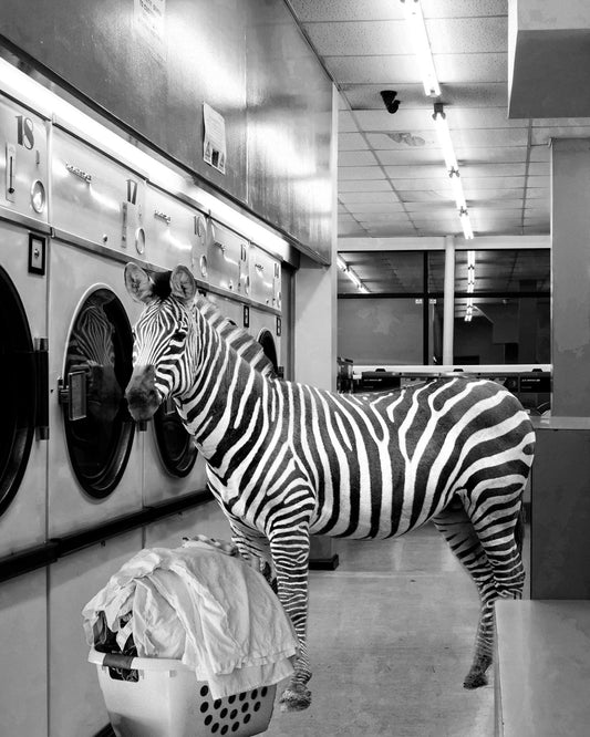 Safari Laundromat Zebra (Framed) - Gray