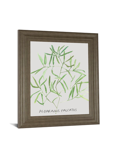 Asparogus Falcatus By Katrien Soeffers - Framed Print Wall Art - Green
