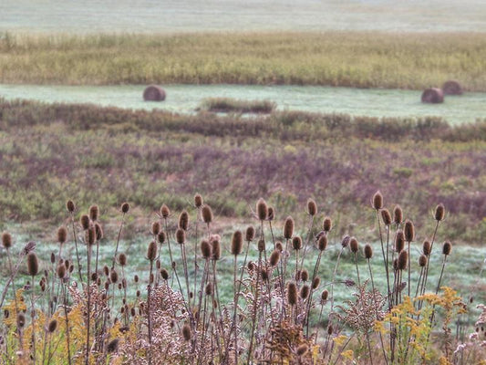 Roadside Beauty By Lori Deiter - Purple