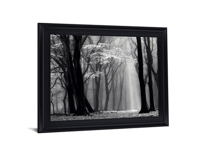 Silent Grove Shadows - 28" x 34" Framed Wall Art
