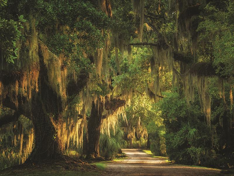 Moss Draped Path By Martin Podt Photography - Dark Green