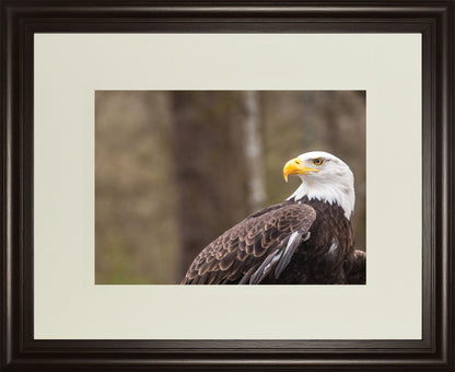 Majestic Eagle By Garytog Double Matted - Framed Print Wall Art - Light Brown