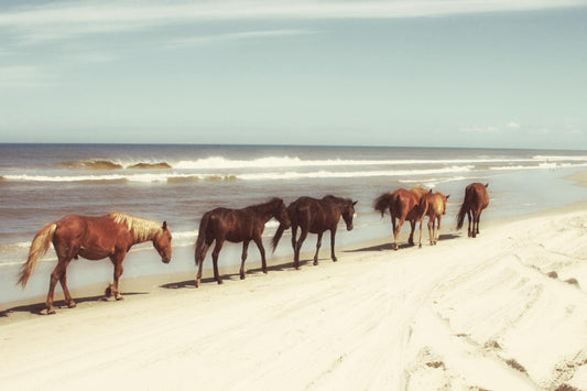 Horses On The Beach By Kathy Mansfield - Light Blue